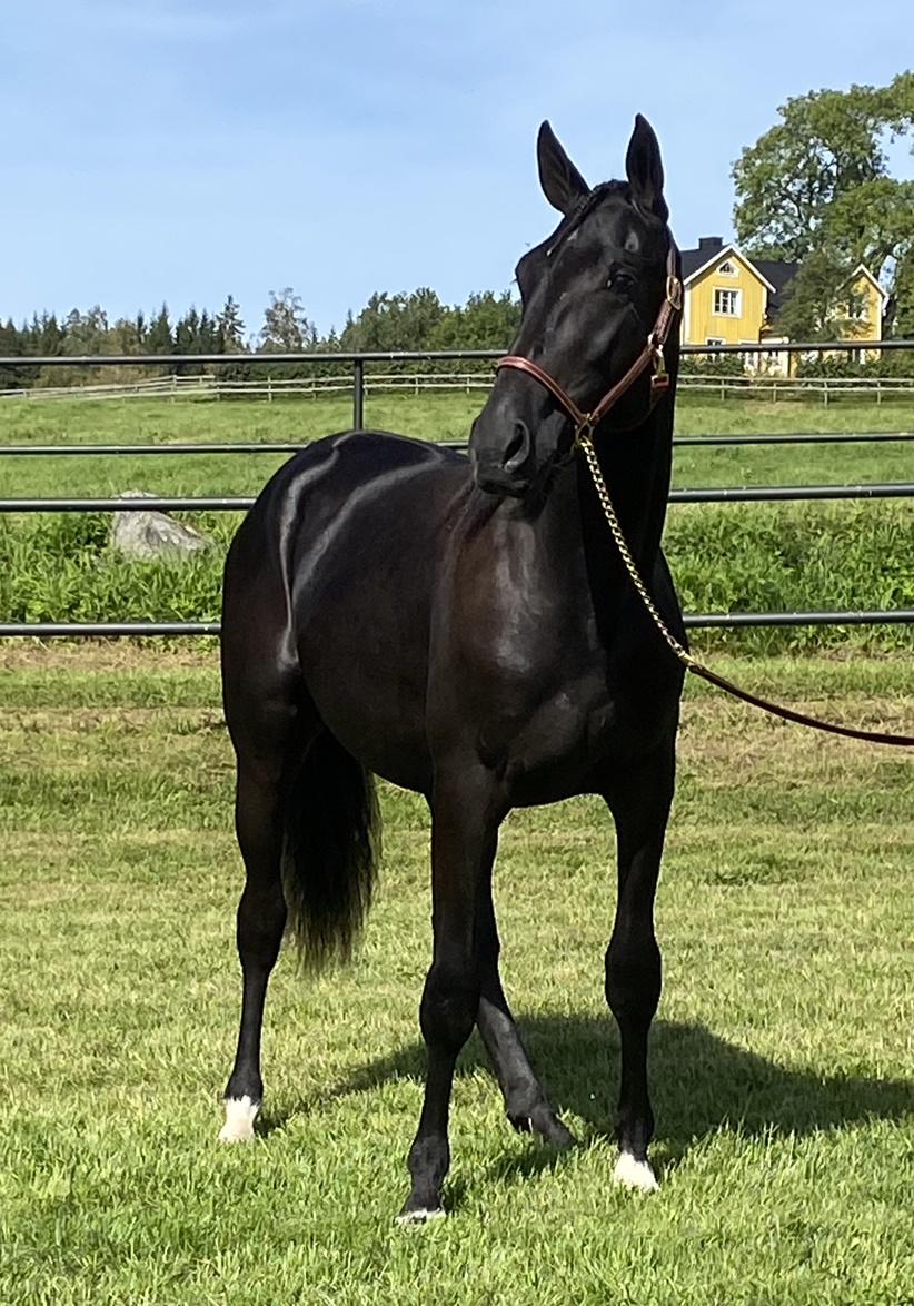 Ezra Wynn at Aby Yearling Sale Stutteri Wynn